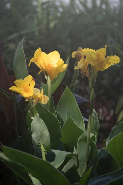 Nagy Sárga Virágok Egy Canna Indica — Stock Fotó