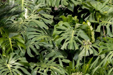 Bir canavarın yapraklarından bitki arkaplanı