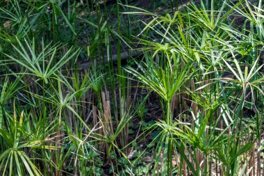palmiye yapraklı bitki arkaplanı