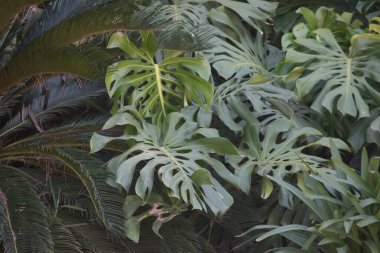 Bir canavarın yapraklarından bitki arkaplanı