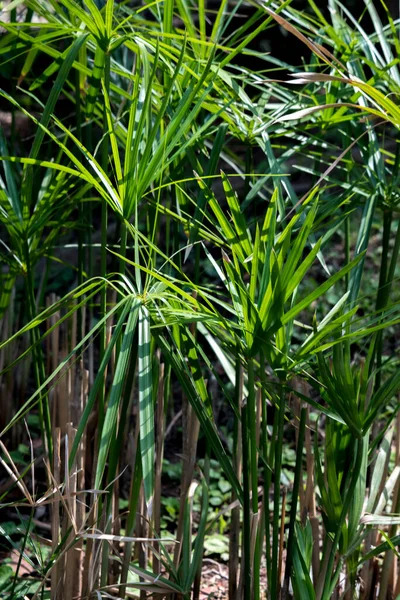 Plant Achtergrond Met Palmbladeren — Stockfoto