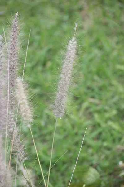 Closeup Grasses Field — Stock Photo, Image