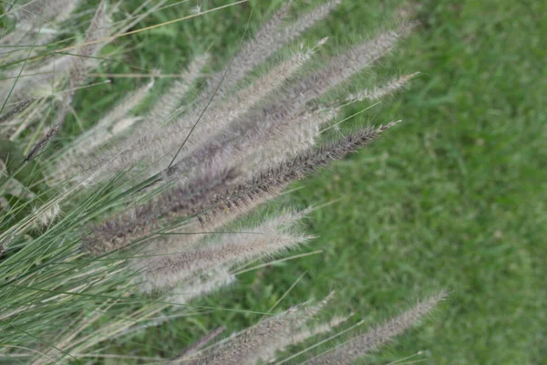 Closeup Grasses Field — Stock Photo, Image