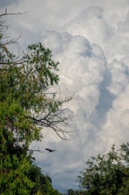 Bulutlu bir gökyüzünde uçan yırtıcı kuş