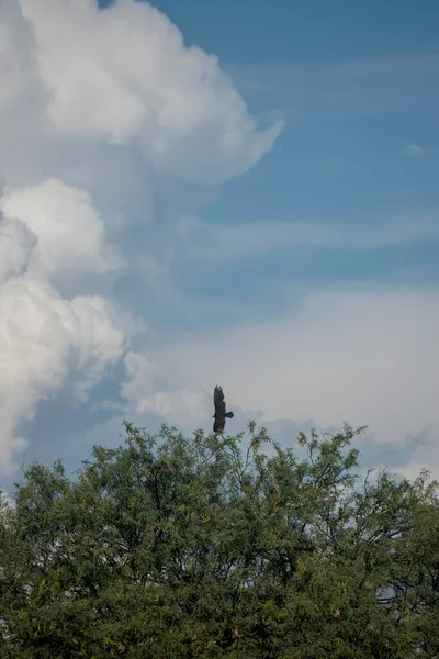 Pássaro Rapina Voando Céu Nublado — Fotografia de Stock