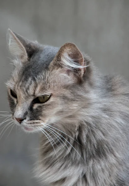 Retrato Gato Cinzento — Fotografia de Stock