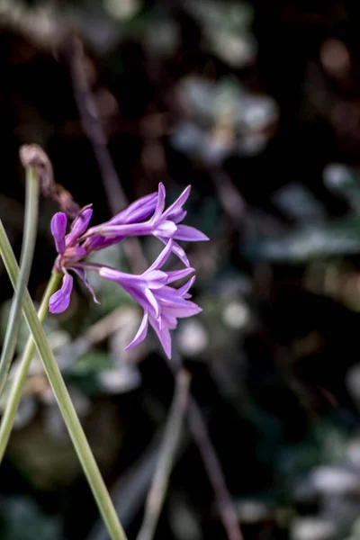 Pequenas Flores Violetas Jardim — Fotografia de Stock