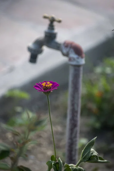 Gerbera Λουλούδι Στο Εξοχικό Σπίτι — Φωτογραφία Αρχείου
