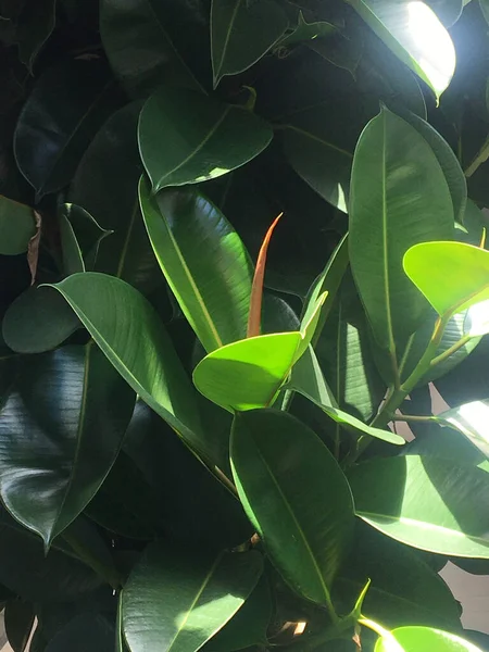 Большие Зеленые Листья Ланта — стоковое фото
