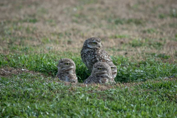 Close Owls Open Field Athene Cunicularia — Stock Photo, Image