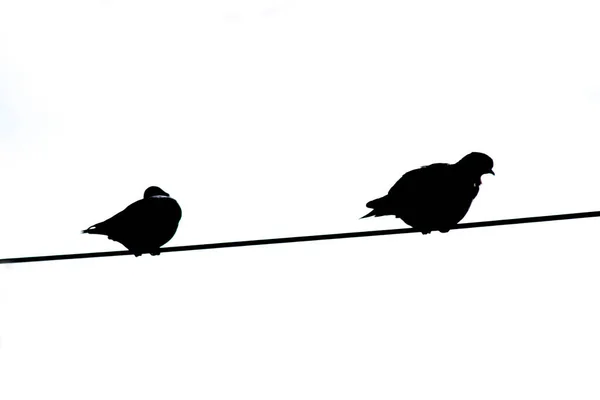 Silhouette Pigeons Light Cable Black White — Stock Photo, Image