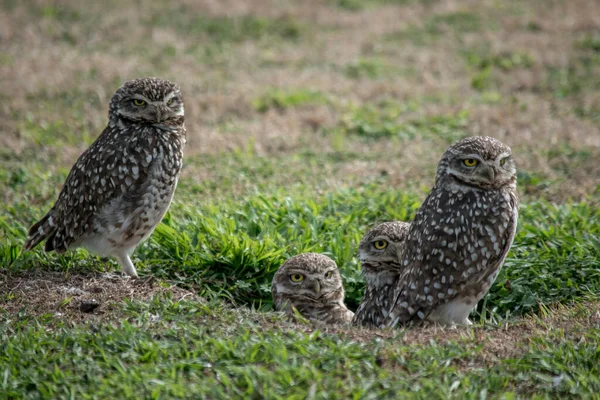 Close Owls Open Field Athene Cunicularia — Stock Photo, Image