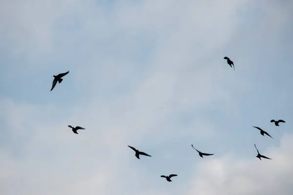 Aves Voando Céu Nublado — Fotografia de Stock