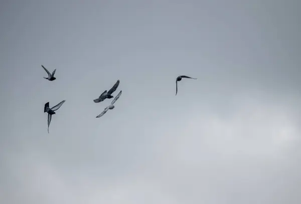 Ptáci Létající Zamračené Obloze — Stock fotografie