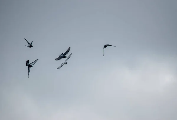 Oiseaux Volant Dans Ciel Nuageux — Photo