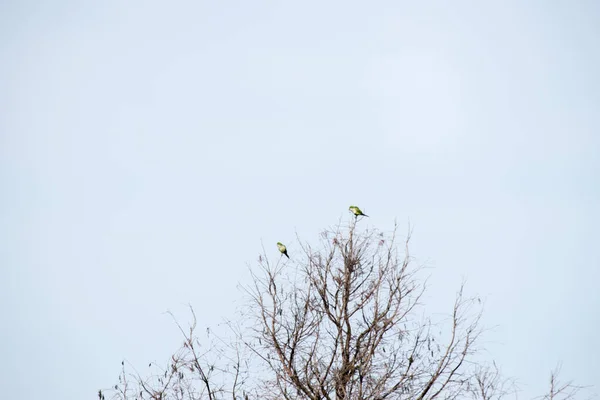 Παπαγάλοι Σκαρφαλωμένοι Ψηλά Στα Κλαδιά Ενός Δέντρου — Φωτογραφία Αρχείου