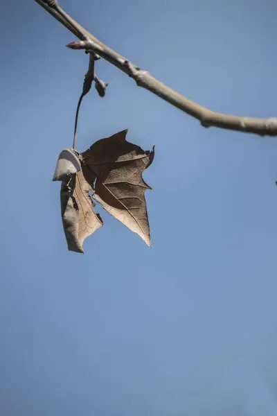 Осенние Листья Ветке Дерева — стоковое фото