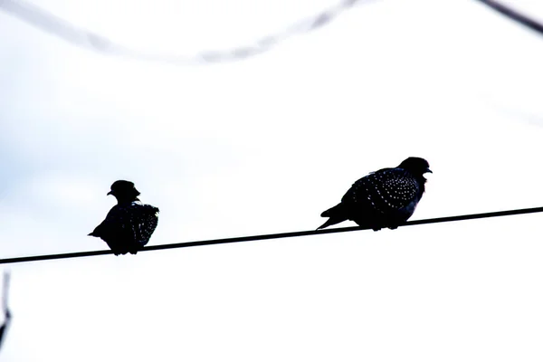 Silhouette Des Pigeons Sur Câble Lumineux Noir Blanc — Photo