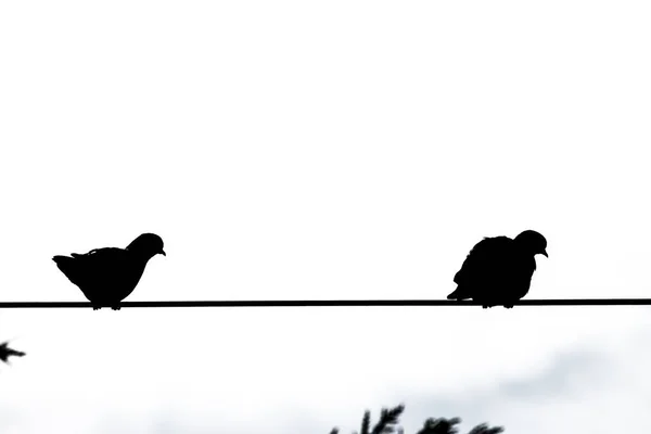 까만과 백색에 가벼운 케이블에 비둘기의 실루엣 — 스톡 사진