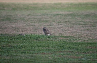 Açık alandaki baykuşlara yakın çekim. athene cunicularia