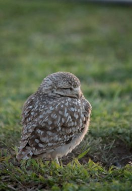 Açık alandaki baykuşlara yakın çekim. athene cunicularia