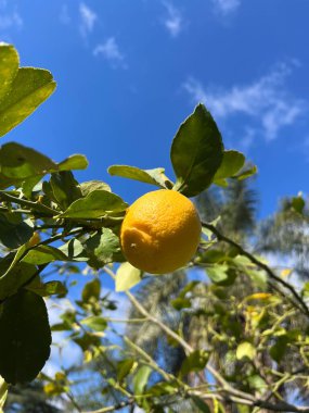 Bahçedeki bitkinin üzerinde sarı limonlar