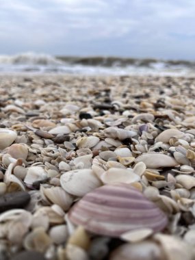 Deniz kabuğu kıyıda. Villa Gesell 'de. Arjantin.