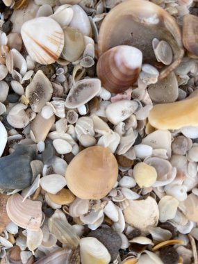 Deniz kabuğu kıyıda. Villa Gesell 'de. Arjantin.