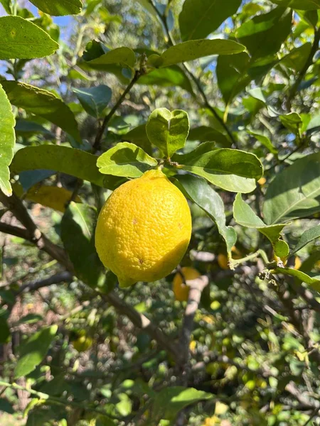 Lemon Kuning Pada Tanaman Kebun — Stok Foto