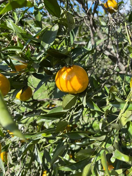 Ağacın Dallarındaki Portakallar Citric Meyveleri — Stok fotoğraf