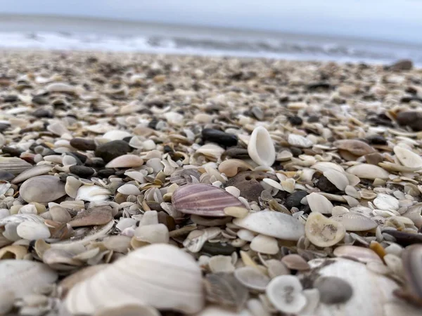 Deniz kabuğu kıyıda. Villa Gesell 'de. Arjantin.