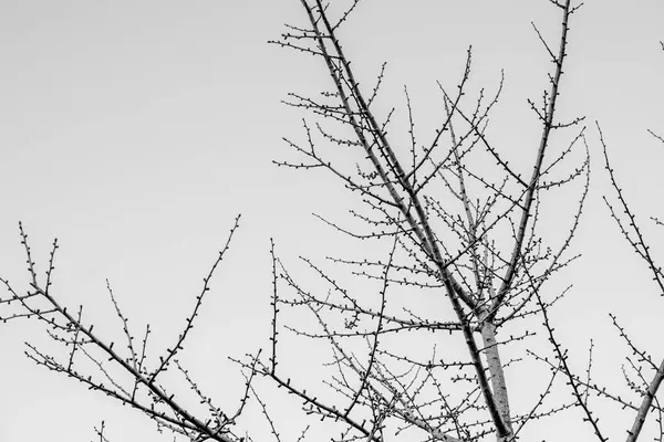 Άφυλλα Κλαδιά Ενός Δέντρου Χειμώνα — Φωτογραφία Αρχείου
