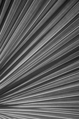 Palmiye yapraklarının ayrıntıları