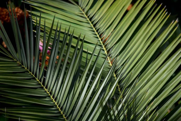 detail of the leaves of a palm tree