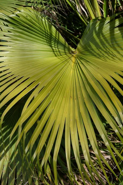 detail of the leaves of a palm tree