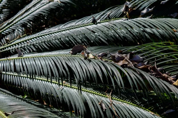 Detail Van Bladeren Van Een Palmboom — Stockfoto
