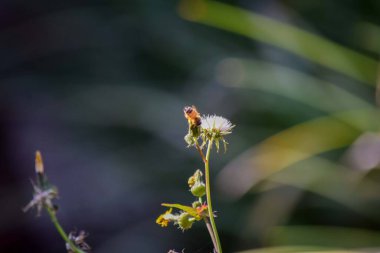 Bahçedeki beyaz çiçekli arı