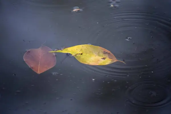 Осенние Листья Упали Воду — стоковое фото