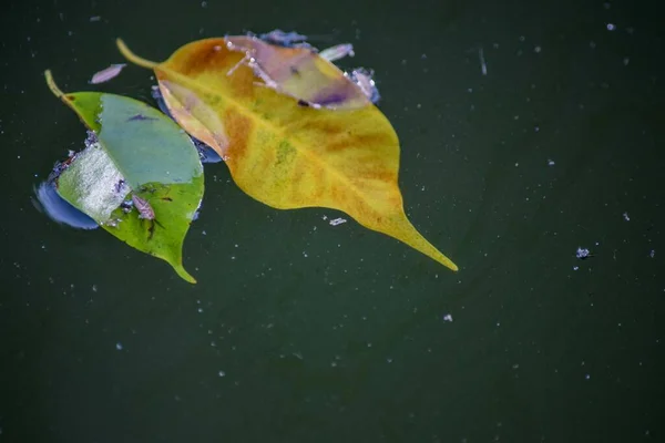 Őszi Levelek Hullottak Vízre — Stock Fotó