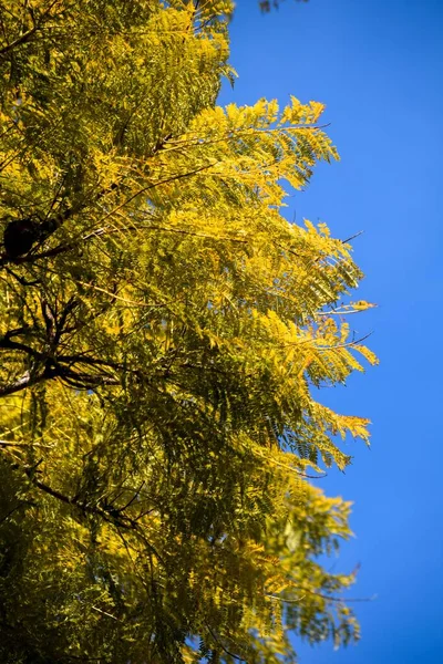 yellowed leaves of a jacaranda