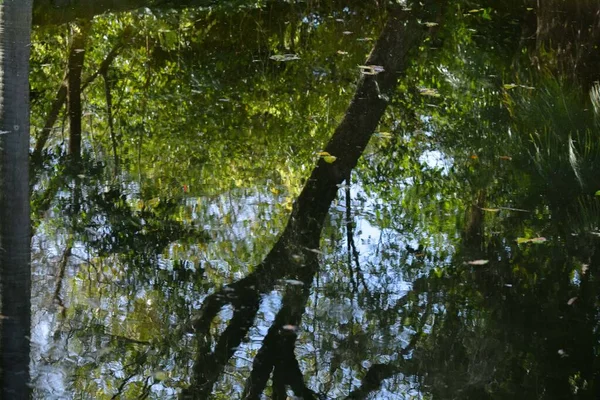 Reflexion Von Parkbäumen Wasser — Stockfoto