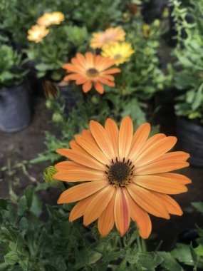 Bebek odasında gösterişli portakal çiçekleri. Dimorphotheca sinuata