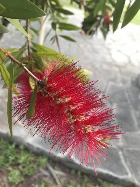 Callistemon bitkisinin kırmızı çiçekleri