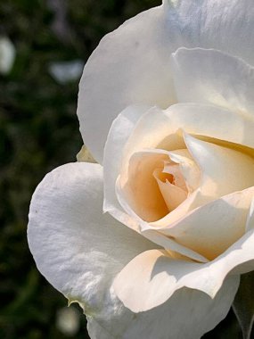 Beyaz bir gülün taç yapraklarına yakın çekim