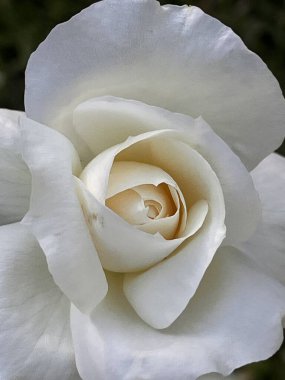 Beyaz bir gülün taç yapraklarına yakın çekim