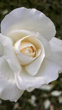 Beyaz bir gülün taç yapraklarına yakın çekim