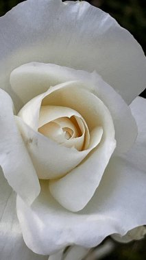 Beyaz bir gülün taç yapraklarına yakın çekim