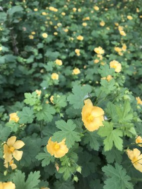 Bir tarlanın sarı çiçekleri. Modiolastrum malvifolium