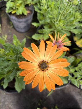 Bebek odasında gösterişli portakal çiçekleri. Dimorphotheca sinuata