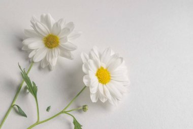 Beyaz arkaplanda papatyaların yakın plan görüntüsü